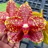 Phalaenopsis YangYang Bumblebee 'Prince'