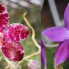 Phalaenopsis YangYang Gigan Cherry x Germaine Vincent var blue