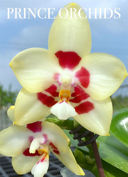 Phalaenopsis YangYang Image