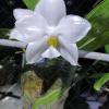 Phalaenopsis Yaphon Database 'Prince'