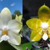 Phalaenopsis Yaphon Database x Yaphon 'Yellow Bomb'
