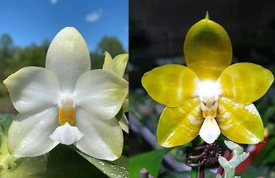 Phalaenopsis Yaphon Database x Yaphon 'Yellow Bomb'