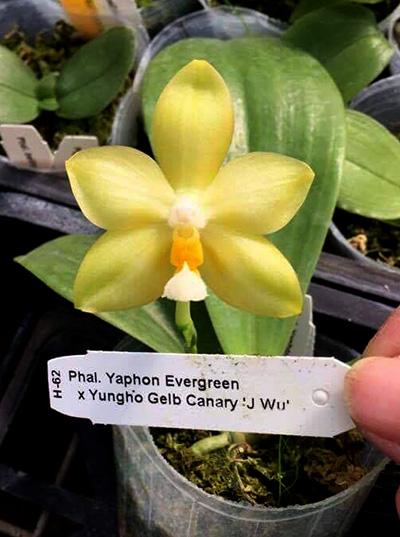 Phalaenopsis Yaphon Evergreen x Yungho Gelb Canary 'Joseph Wu'
