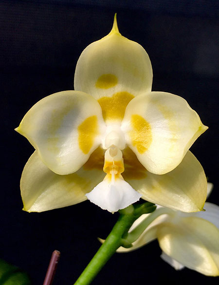 Phalaenopsis Yaphon Gelacea 'Peter 3'