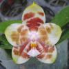 Phalaenopsis Yaphon Gelacea x gigantea 'Yaphon'