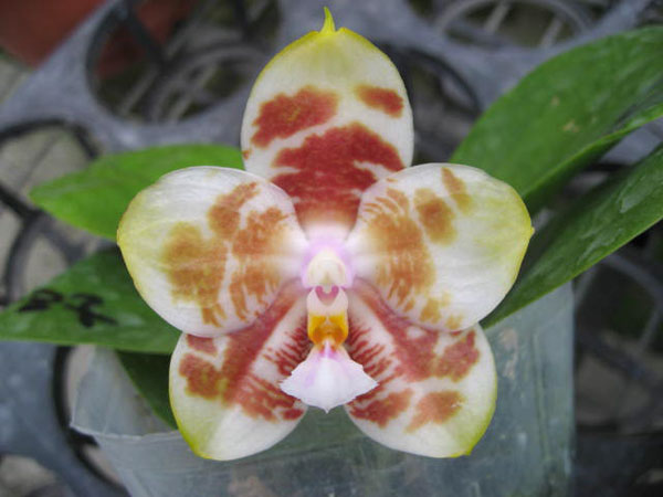 Phalaenopsis Yaphon Gelacea x gigantea 'Yaphon'