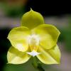 Phalaenopsis (Yaphon Goldlight x Yaphon Rose) x Joy Spring Canary