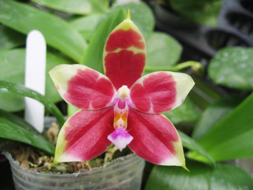 Phalaenopsis Yaphon Goodboy x (Chang Mow Jade x Yungho Gelb Canary)