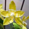Phalaenopsis Yaphon Goodness (Yaphon Gem 'Yaphon' x amboinensis flava)