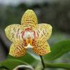 Phalaenopsis Yaphon Image x Jennifer Palermo
