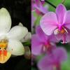 Phalaenopsis (Yaphon Lobspis x Liu's Bright Ruby) x schilleriana ‘(TKB-Tayabas)’