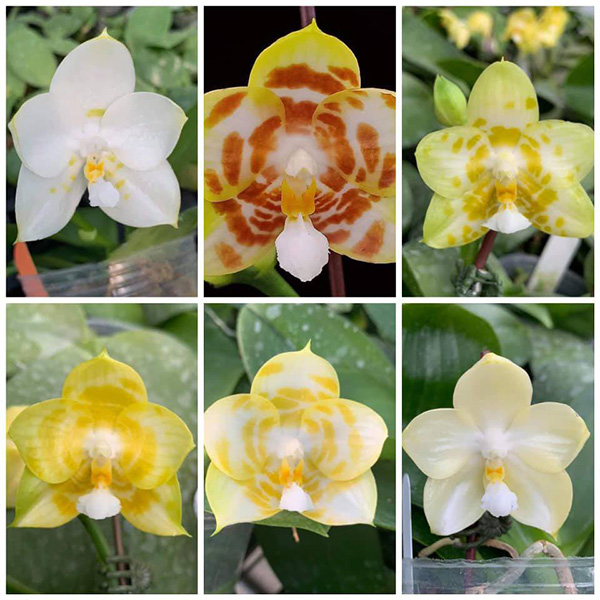 Phalaenopsis Yaphon Love Song (Yaphon Lover x Mituo Golden Tiger 'White Tiger')