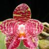 Phalaenopsis Yaphon Nicegirl x gigantea