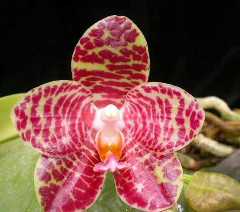 Phalaenopsis Yaphon Nicegirl x gigantea