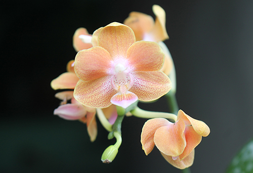 Phalaenopsis Yaphon Perfume 'Yellow' x celebensis 'Yellow'