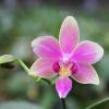 Phalaenopsis Yaphon Pink Bee