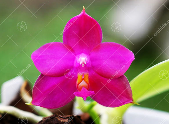 Phalaenopsis Yaphon Red Jewel x Hawaii Dragon Girl