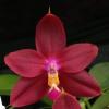 Phalaenopsis Yaphon Sensational