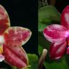 Phalaenopsis Yaphon Sir 'Yaphon #2' x Zheng Min Jacaranda 'Peter'