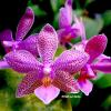 Phalaenopsis Yaphon Snow White 'POM'
