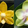 Phalaenopsis (Yaphon Yellow Bloom x Chang Maw Jade)