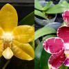 Phalaenopsis (Yaphon Yellow Bloom x KS Super Zebra)
