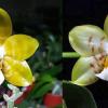 Phalaenopsis Yaphon 'Yellow Bomb' x Gelblieber flava
