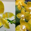 Phalaenopsis Yaphon 'Yellow Story' x Nobby's 'Doctor Chu'
