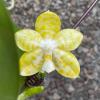 Phalaenopsis Yaphon 'Yellow Story' x Yaphon 'Yellow Bomb'