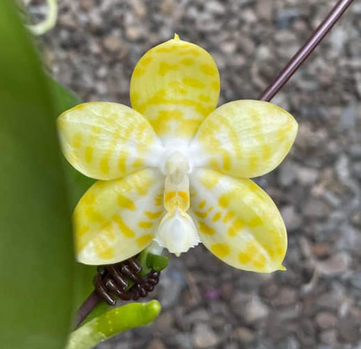 Phalaenopsis Yaphon 'Yellow Story' x Yaphon 'Yellow Bomb'