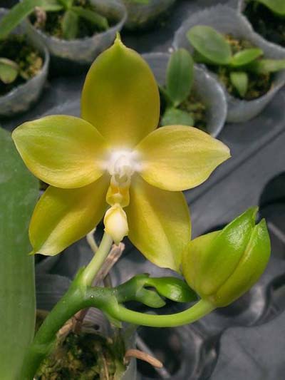 Phalaenopsis Yin's Green Jewel 'Yaphon' x Jennifer Palermo 'C1'