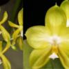 Phalaenopsis Yin’s Cricket x Chang Maw Evergreen