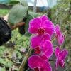 Phalaenopsis (Yu Pin Fire Work 'Big Lip' x Tai LiN Redangel 'V31')