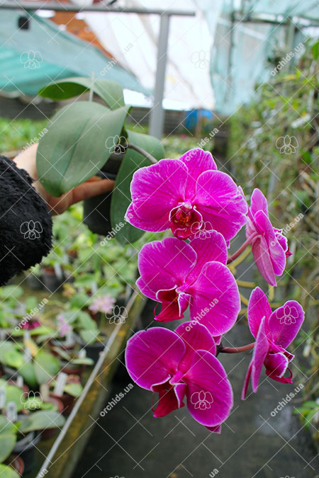 Phalaenopsis (Yu Pin Fire Work 'Big Lip' x Tai LiN Redangel 'V31')
