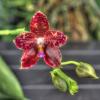 Phalaenopsis Yuanshan Girl