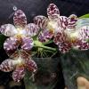 Phalaenopsis Yuanshan Girl 'Peter'