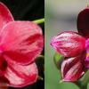 Phalaenopsis Yuda Red Blood x Chingruey's Fancy