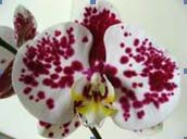 Phalaenopsis Yukimai x Doritaenopsis Chain Xen Pearl