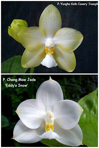 Phalaenopsis Yungho Gelb Canary 'Joseph' x Chang Maw Jade 'Eddy's Snow'