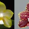 Phalaenopsis Yungho Gelb Canary x Sunrise Red Peoker