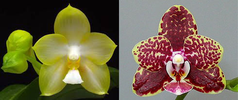 Phalaenopsis Yungho Gelb Canary x Sunrise Red Peoker