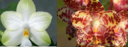 Phalaenopsis Yungho Gelblitz 'TW' x gigantea 'Jumbo Huang'