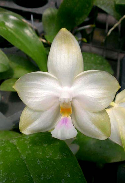 Phalaenopsis Yungho Gelblitz x (Brother Trekkie-Princess Kaiulani) 'flava'