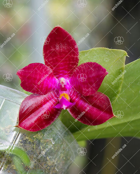 Phalaenopsis (Yungho Gelblitz x venosa) x lueddemanniana Yungho