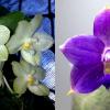 Phalaenopsis Yungho Gelblitz x violacea indigo
