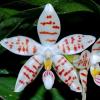 Phalaenopsis zebrina 'Palawan'