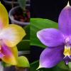 Phalaenopsis Zeng Min Muscadine x violacea indigo