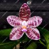 Phalaenopsis Zheng Min Diffuse x Mel's Purple Ruby