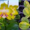 Phalaenopsis Zheng Min Muscadine 'Mituo #3' variegated