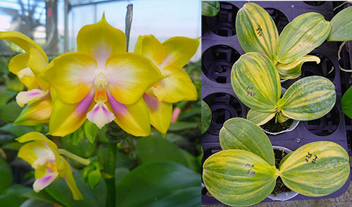 Phalaenopsis Zheng Min Muscadine 'Mituo #3' variegated